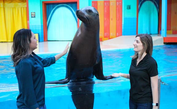 Sea World background